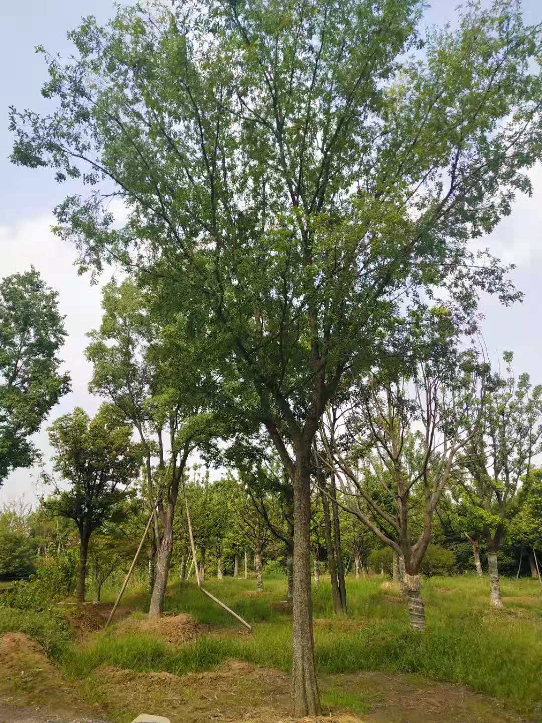 基地直销 精品榆树老桩 树桩盆景 造型榆树 造型庭院景观树-阿里巴巴